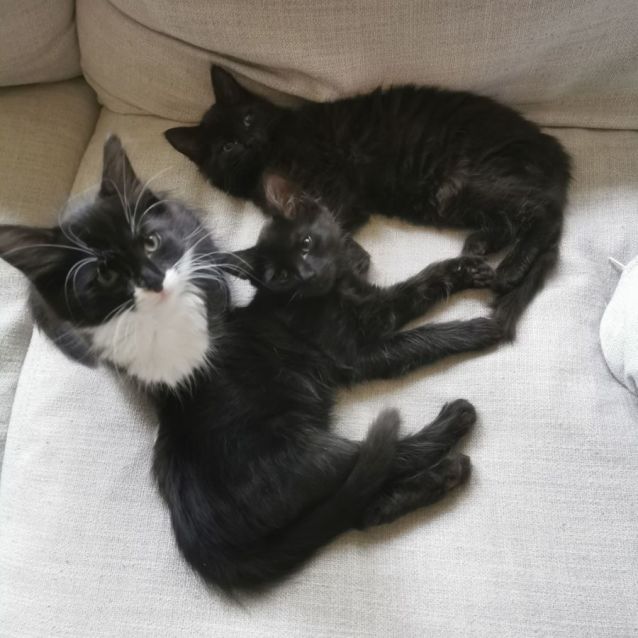 Photo of Peach (Located In Brunswick West)