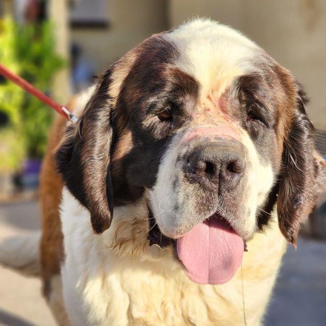 Photo of Penrith  Saint Bernard