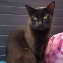 Photo of Queenie