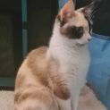 Photo of Dot