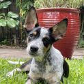 Photo of Bingo