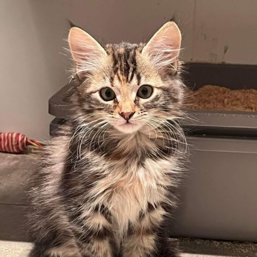 Mooloo ** 2nd Chance Cat Rescue**