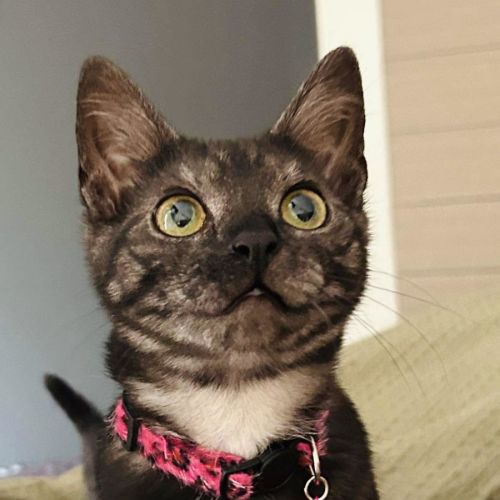 Nala - Located in Pakenham