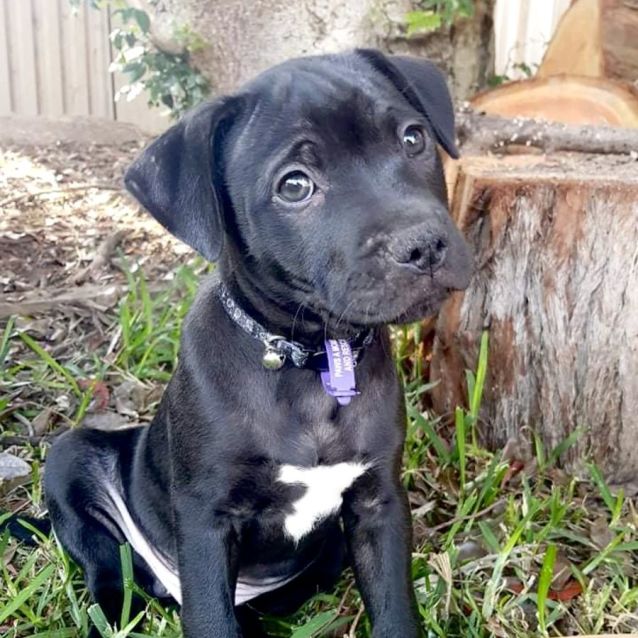Pumba 🧸 Large Male Staffy x Great Dane Mix Dog in NSW PetRescue