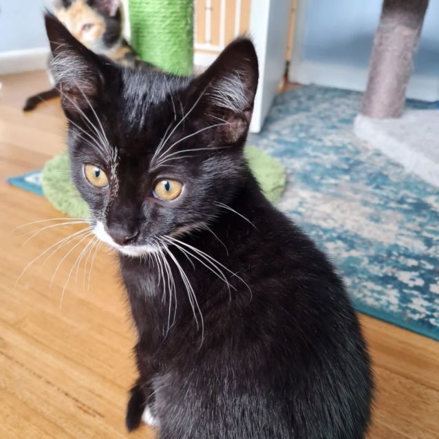 Photo of Spud ^^Dandy Cat Rescue^^