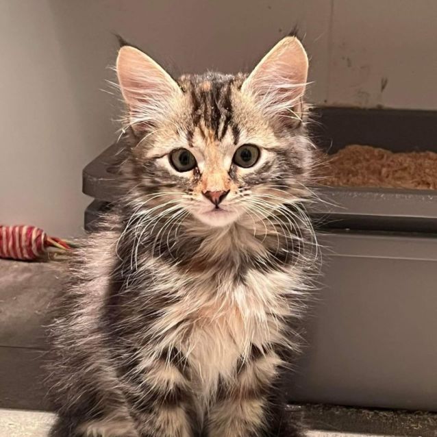 Photo of Mooloo ** 2nd Chance Cat Rescue**