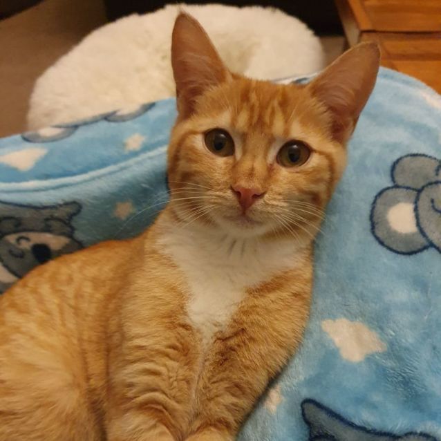 Photo of Shelby ^^Dandy Cat Rescue^^