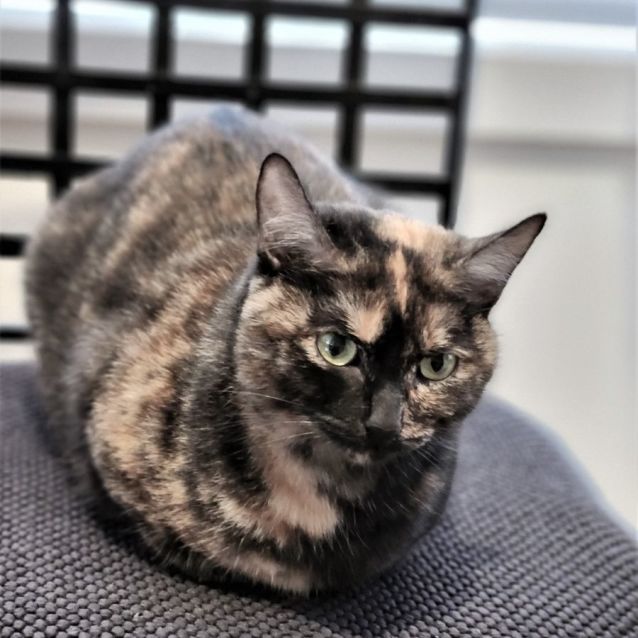 Photo of Hazel ^^Dandy Cat Rescue^^