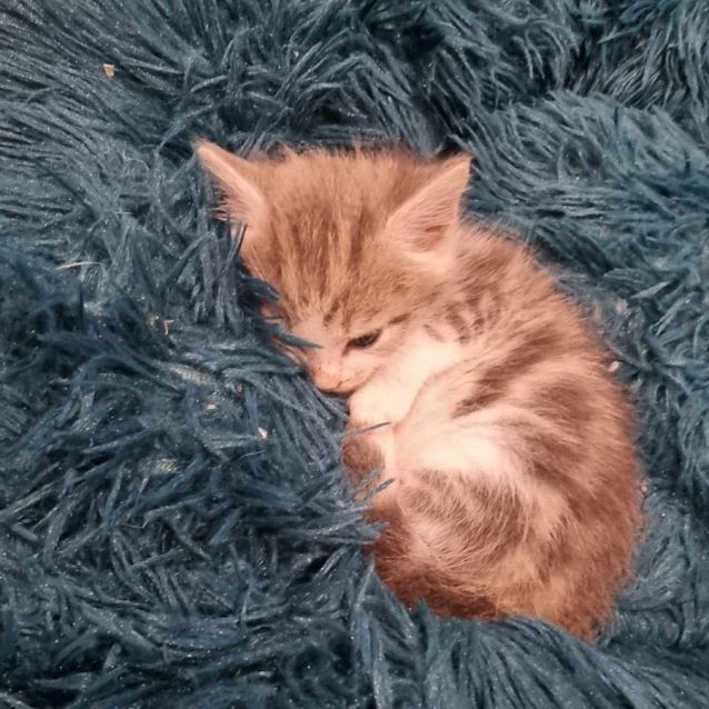 Photo of Pumpkin