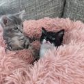 Photo of Jazzy  Female Kitten (On Trial 22/2/22)