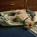 Photo of Dexter