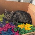 Photo of Louie ** Needs A Chance **