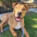 Photo of Rusty