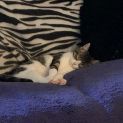 Photo of Georgie