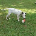 Photo of Snoopy