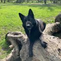 Photo of Bear