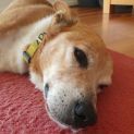 Photo of Buddy