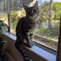 Photo of Stripe