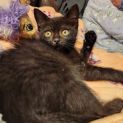 Photo of Ebony