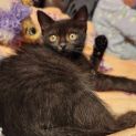 Photo of Ebony