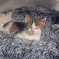 Photo of Catniss