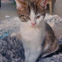 Photo of Catniss