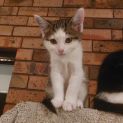 Photo of Pussiene