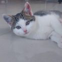 Photo of Pussiene