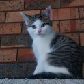 Photo of Pussiene
