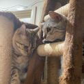 Photo of Sultan & Angel