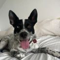 Photo of Blue