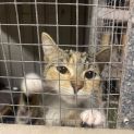 Photo of Cinnamon