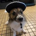 Photo of Ace