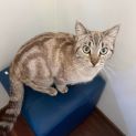 Photo of Peaches