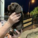 Photo of Wiggles