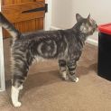 Photo of Axel