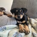 Photo of Puppis