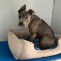 Photo of Blue