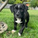 Photo of Azriel