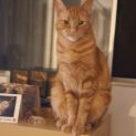 Photo of Finn