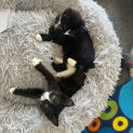 Photo of Edna Krabappel **2nd Chance Cat Rescue**