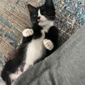 Photo of Edna Krabappel **2nd Chance Cat Rescue**