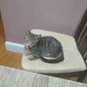 Photo of Mr Brownie
