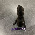 Photo of Bentley 
