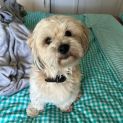 Photo of Ollie