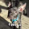 Photo of Fenrys