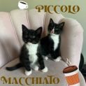 Photo of Macchiato