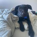 Photo of Maple