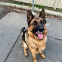 Photo of Shadow