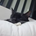 Photo of Dottie